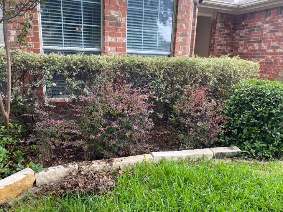 Residential front flower bed before cleanup and fresh mulch